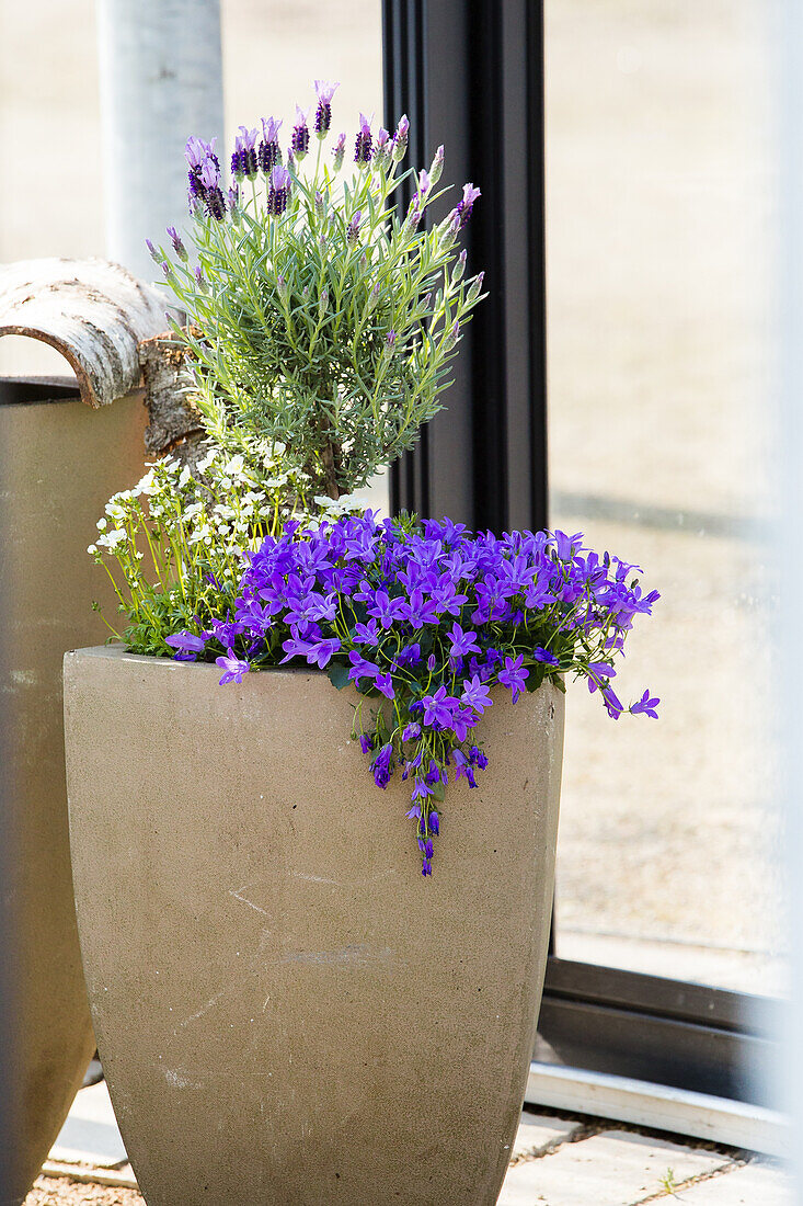 Pot planting with crested lavender