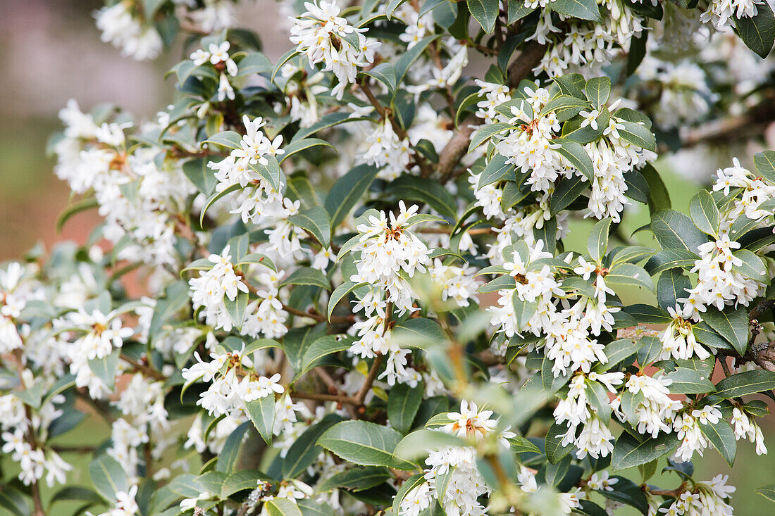 Osmanthus burkwoodii