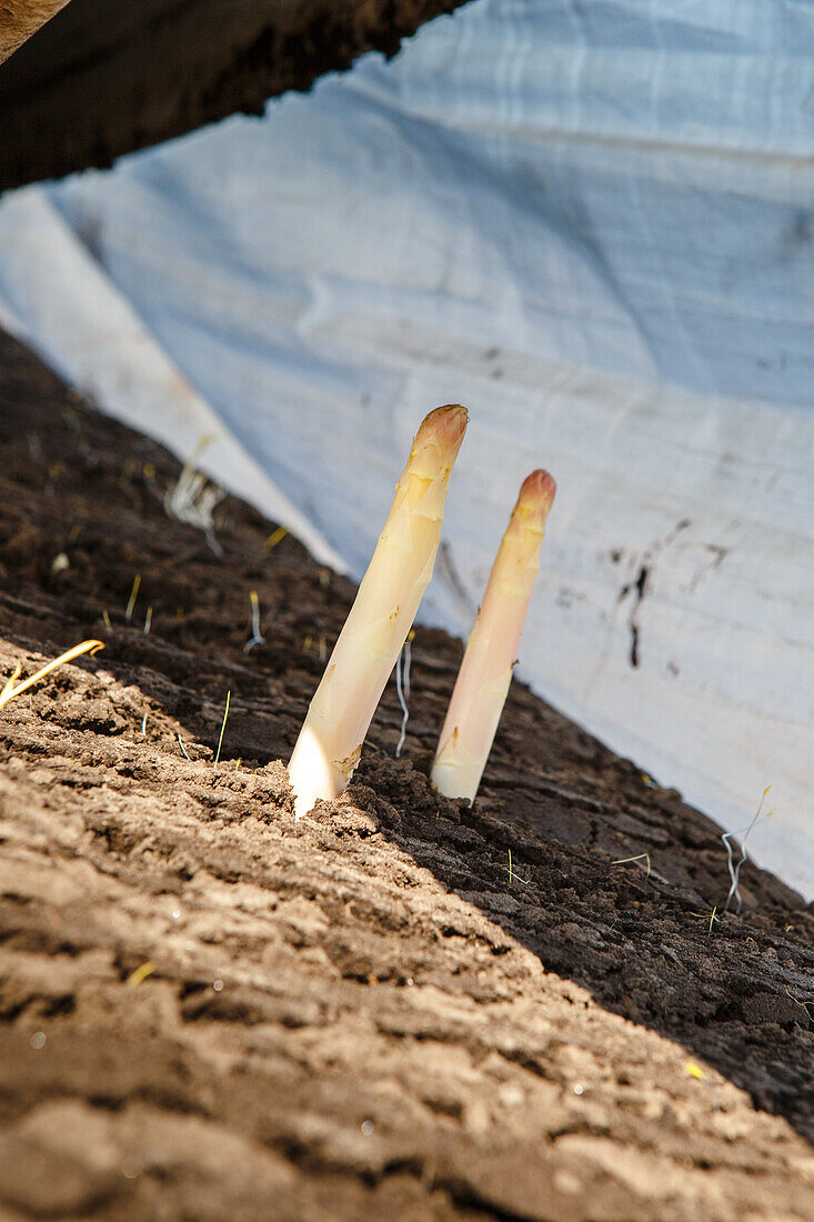 Asparagus harvest