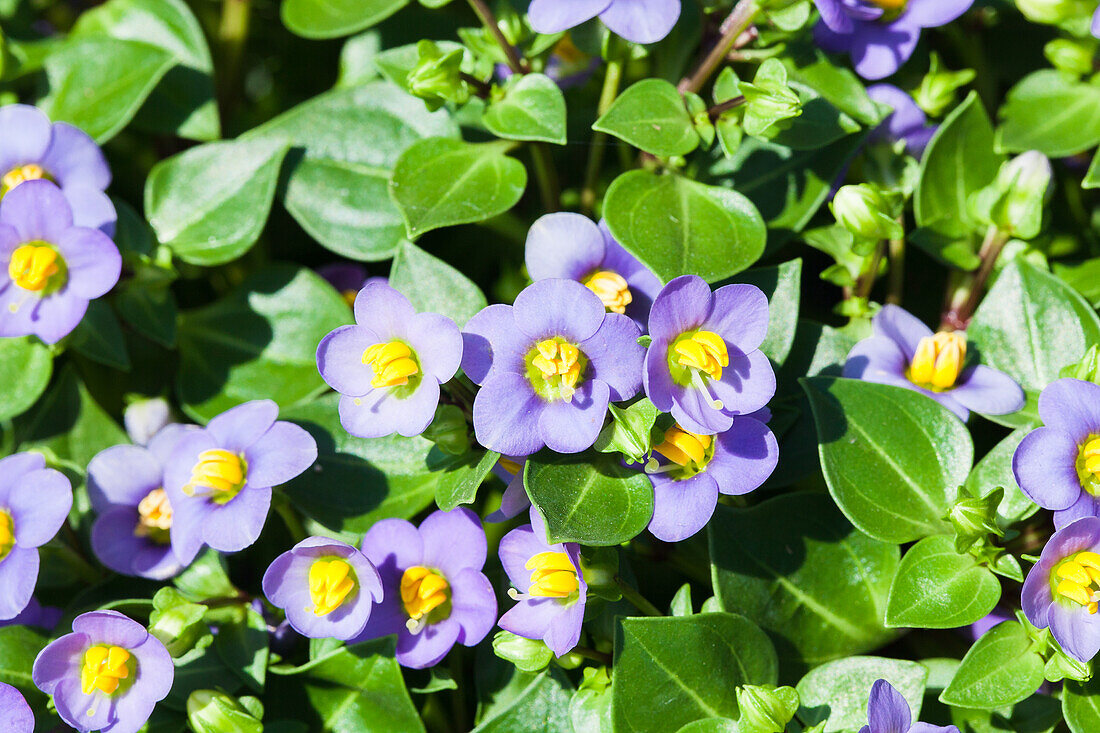 Exacum affine, blau