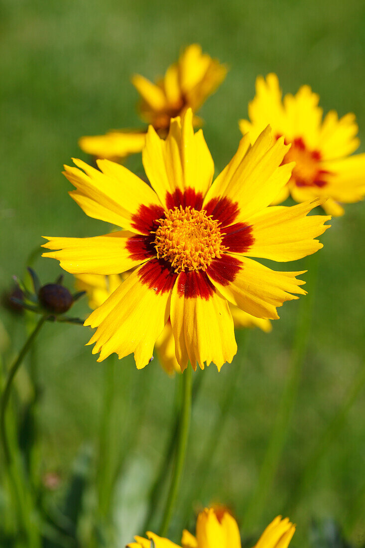 Coreopsis lanceolata