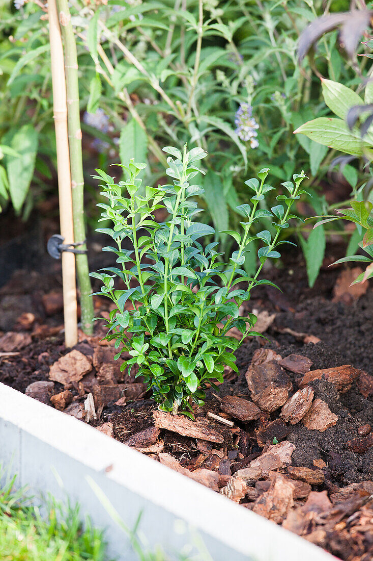 Buxus sempervirens