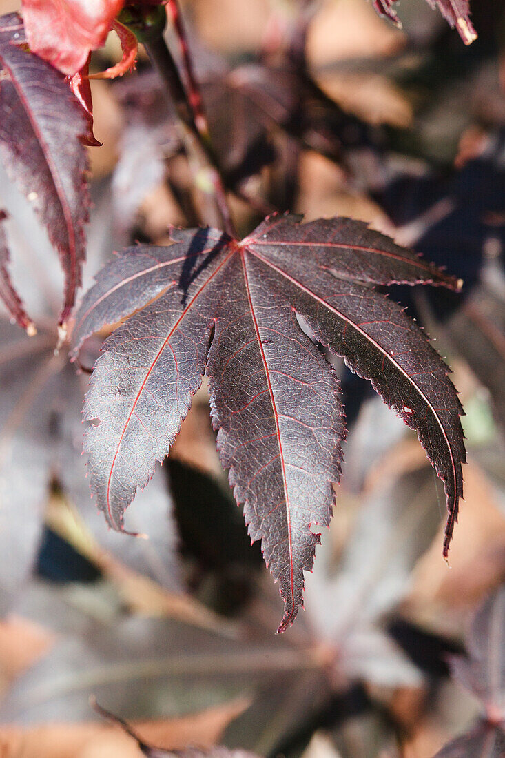 Acer palmatum 'Shaina'