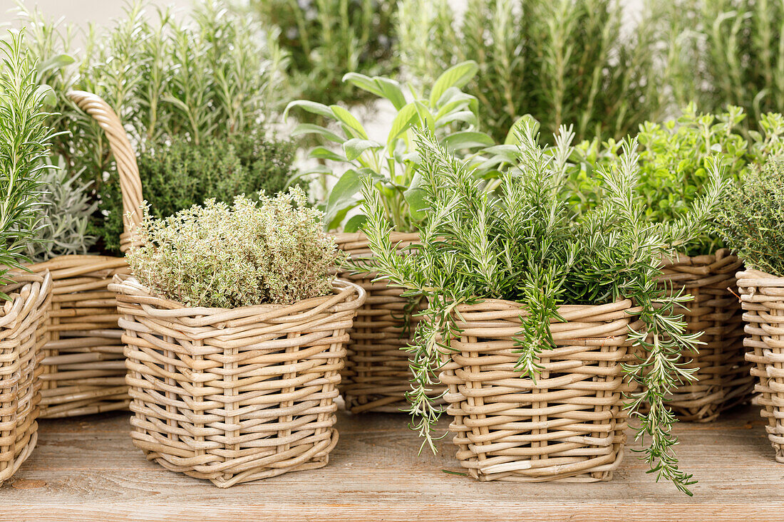 Rosmarinus officinalis 'Prostratus'