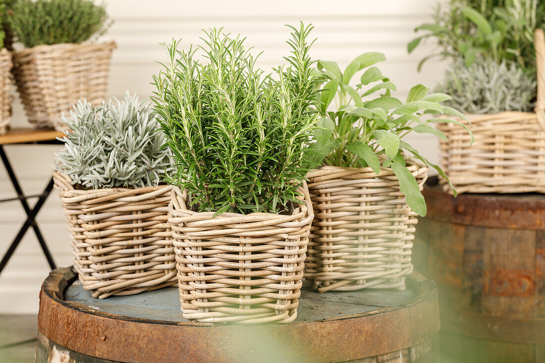 Herb mix with rosemary