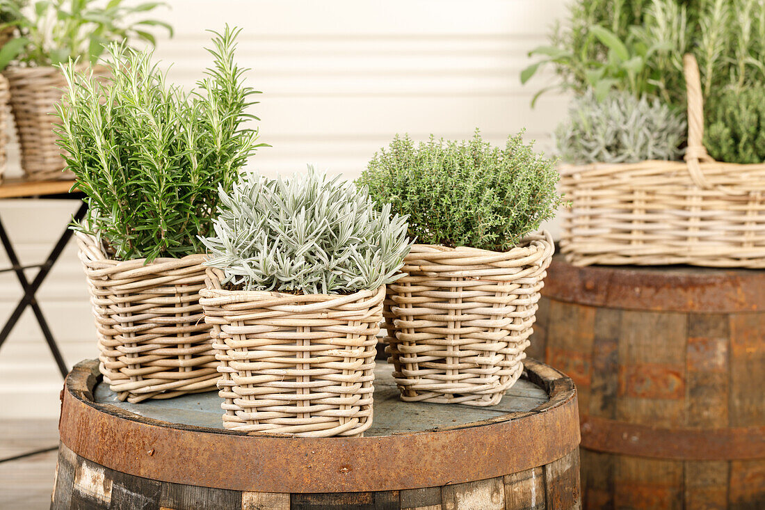 Lavandula, Rosmarinus officinalis, Thymus