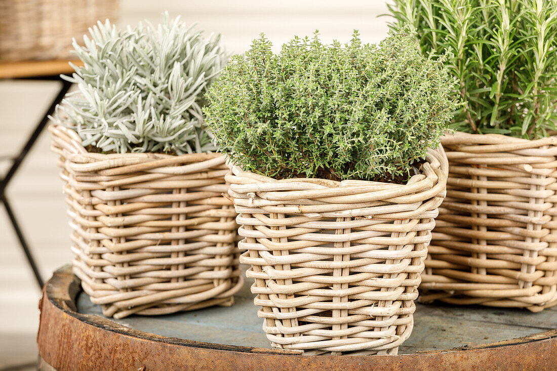 Lavandula, Rosmarinus officinalis, Thymus