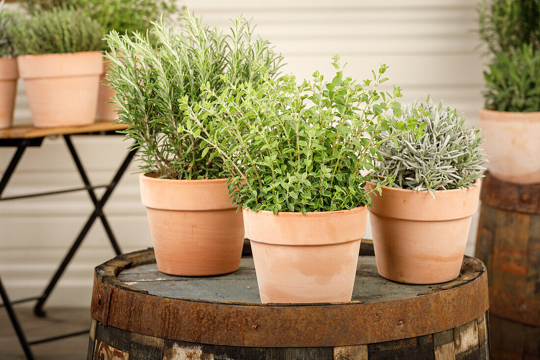 Lavandula, Rosmarinus officinalis, Origanum vulgare 