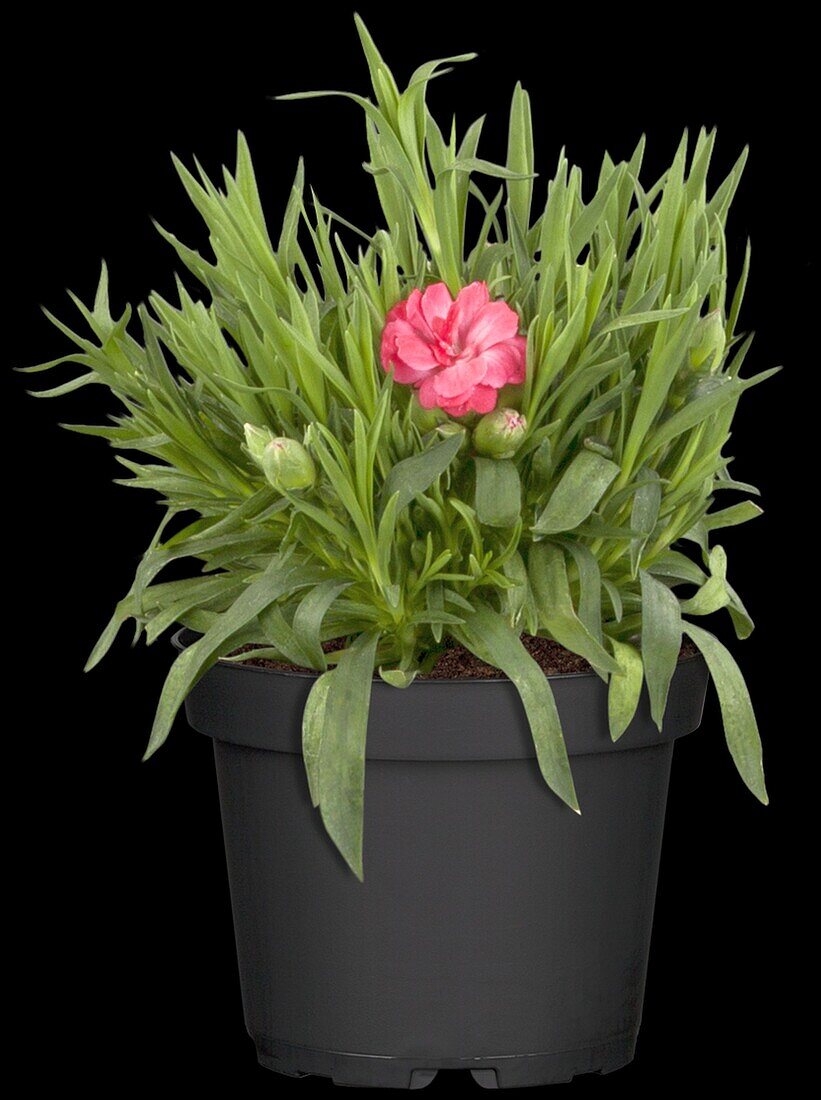 Dianthus 'SuperTrouper'®