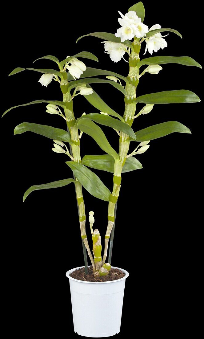 Dendrobium nobile, weiß