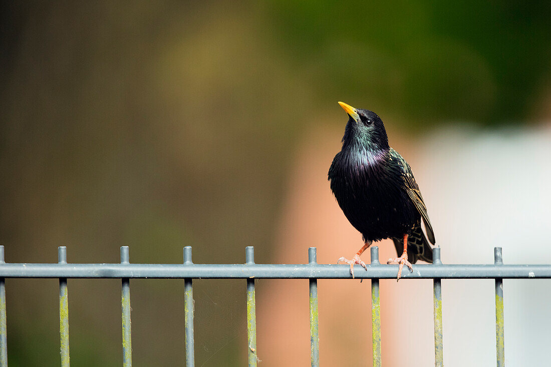 Sturnus vulgaris