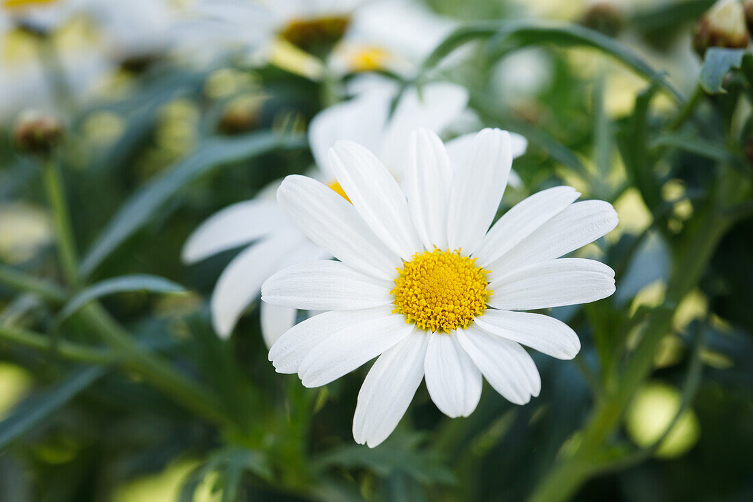 Argyranthemum frutescens