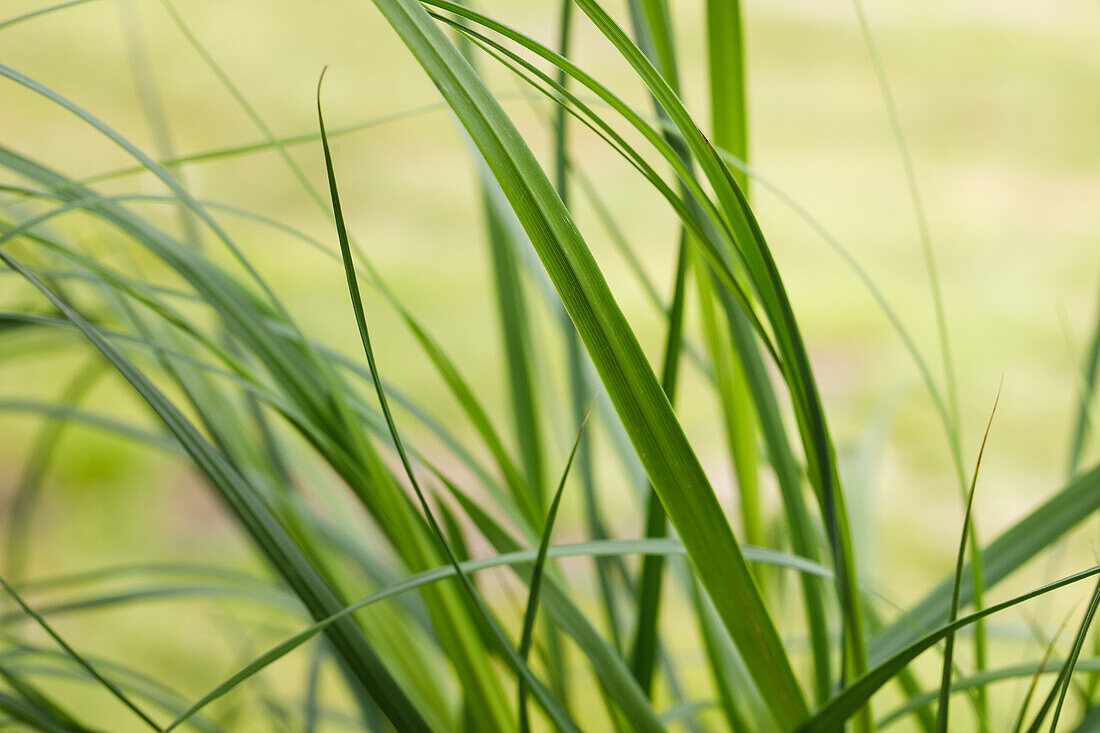 Cortaderia selloana 'Pumila'