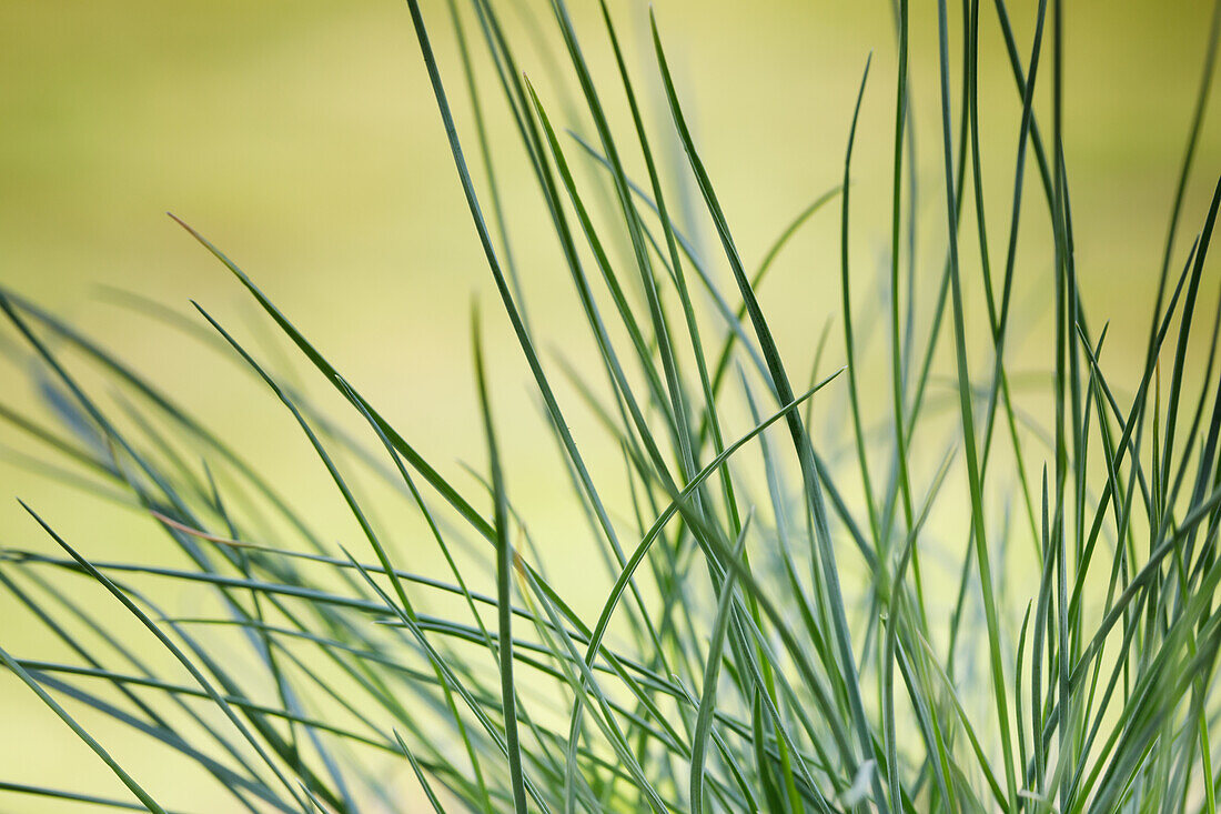 Festuca glauca 'Compact Blue'