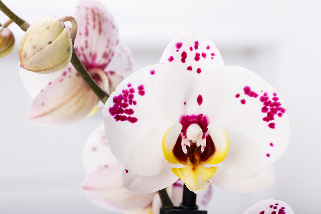 Phalaenopsis 'Polka Dots'.