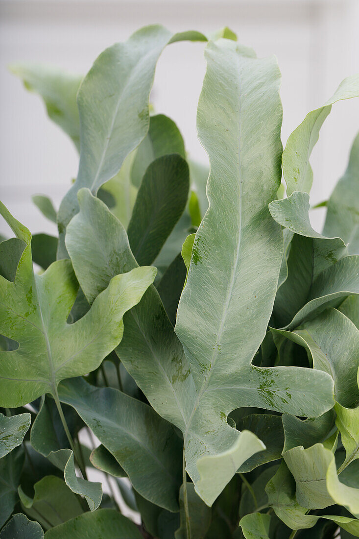 Phlebodium aureum 'Blue Star'