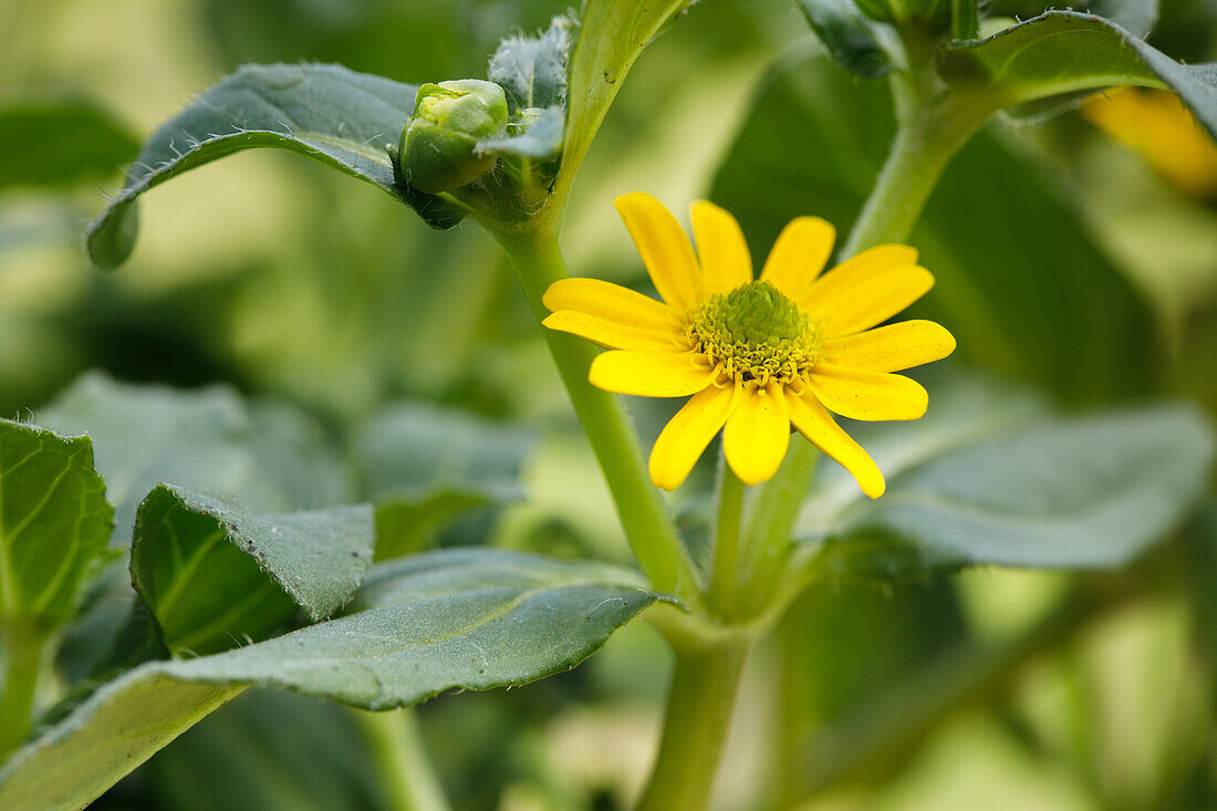 Sanvitalia procumbens