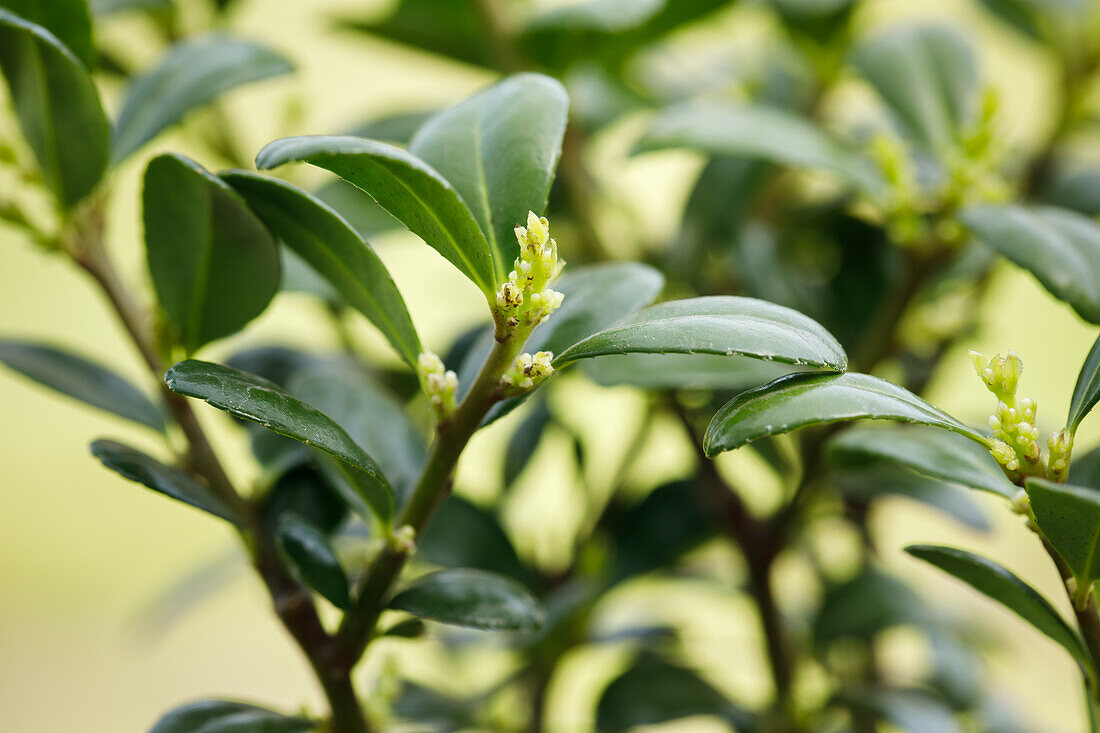 Ilex crenata 'Dark Green'®