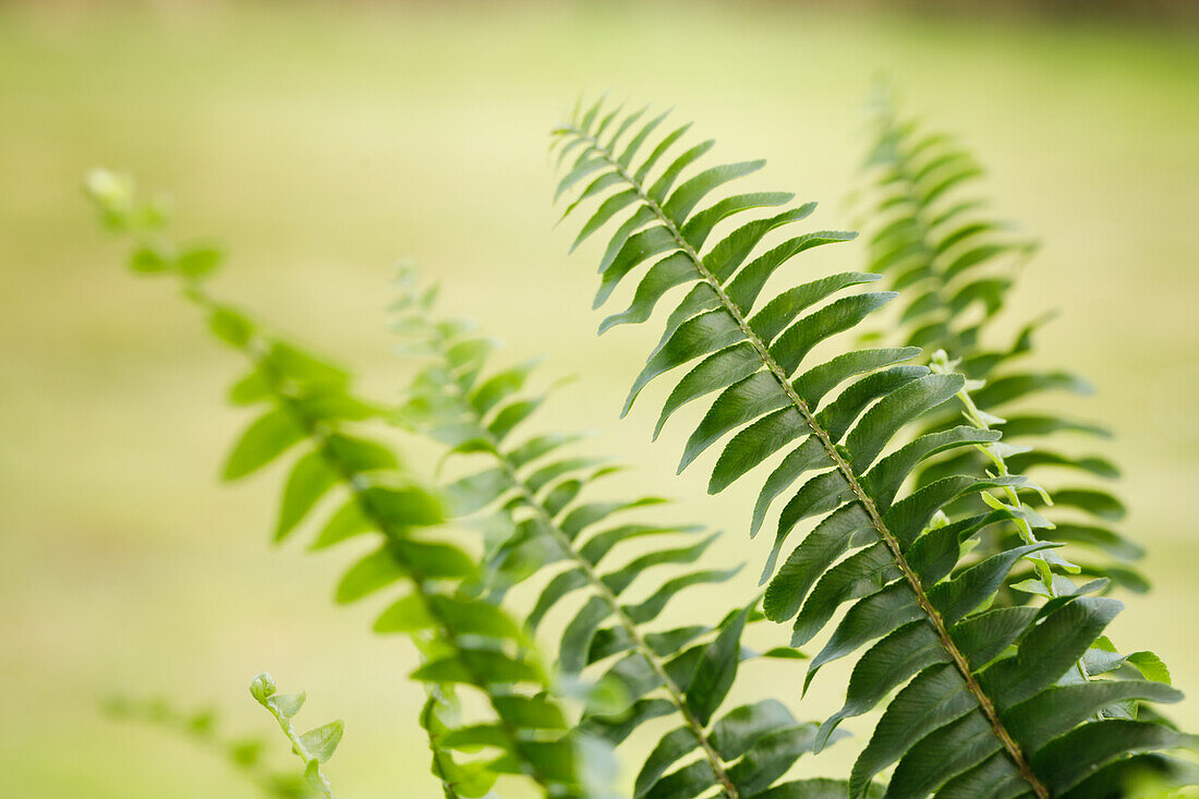 Pteris