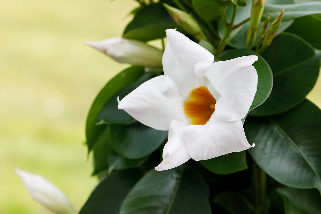 Mandevilla sanderi