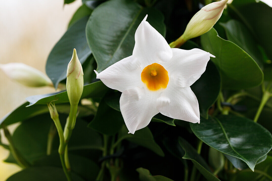 Mandevilla sanderi, white