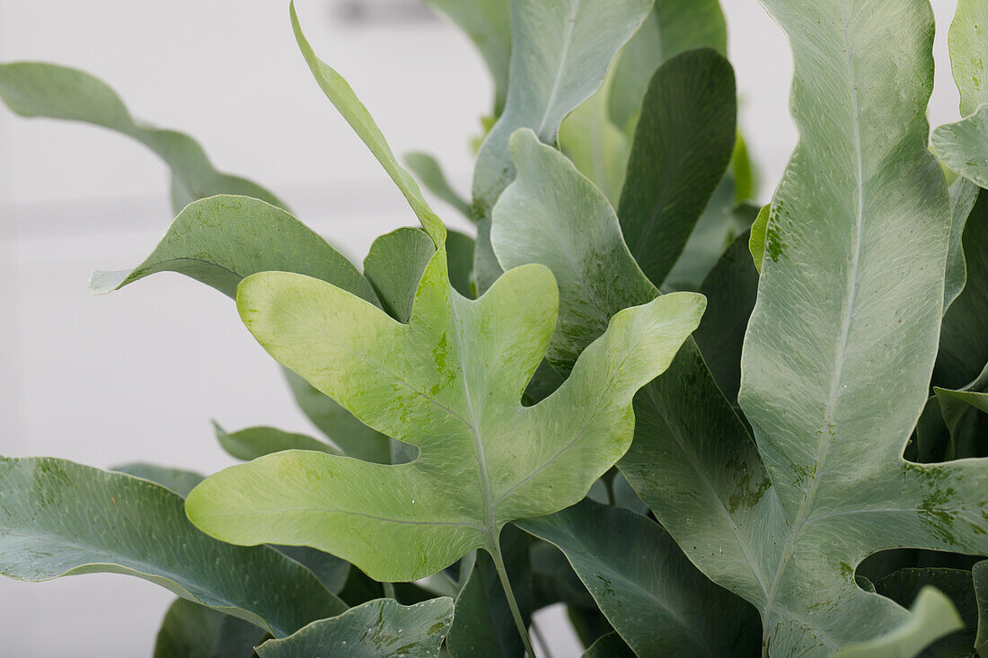 Phlebodium aureum 'Blue Star'