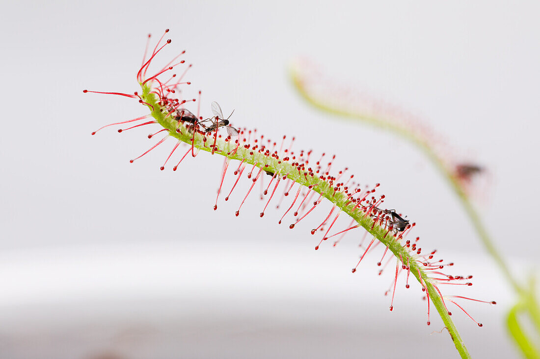 Drosera x hybrida