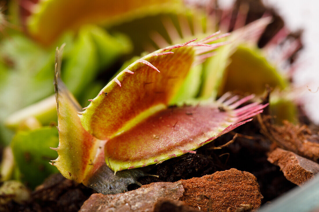 Dionaea