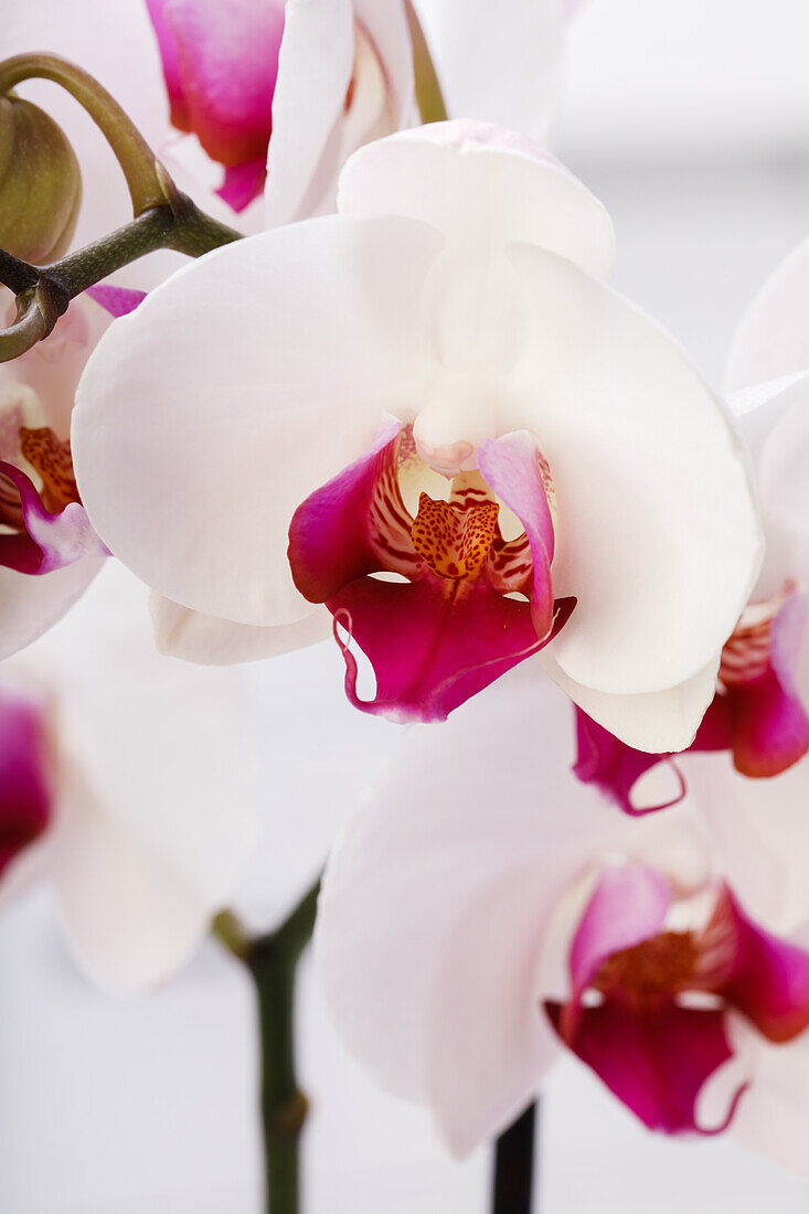 Phalaenopsis 'Red Stone'