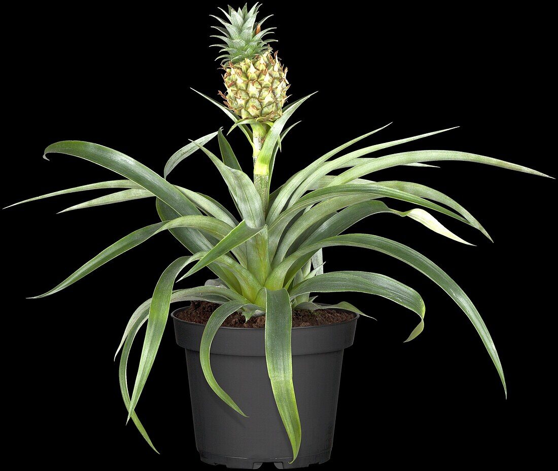 Ananas comosus