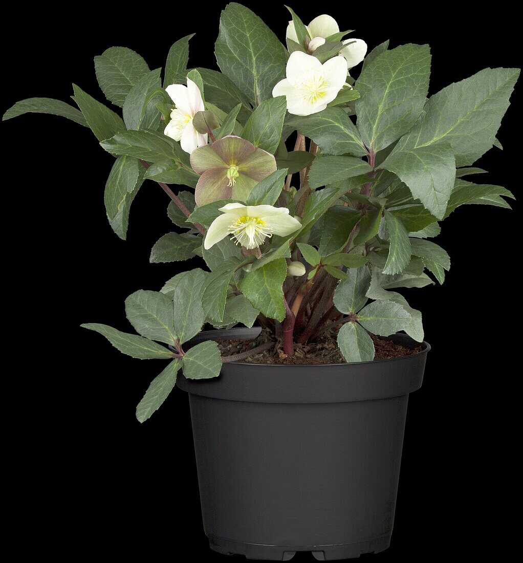 Helleborus