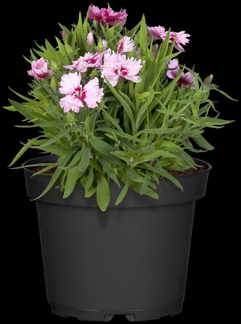 Dianthus chinensis