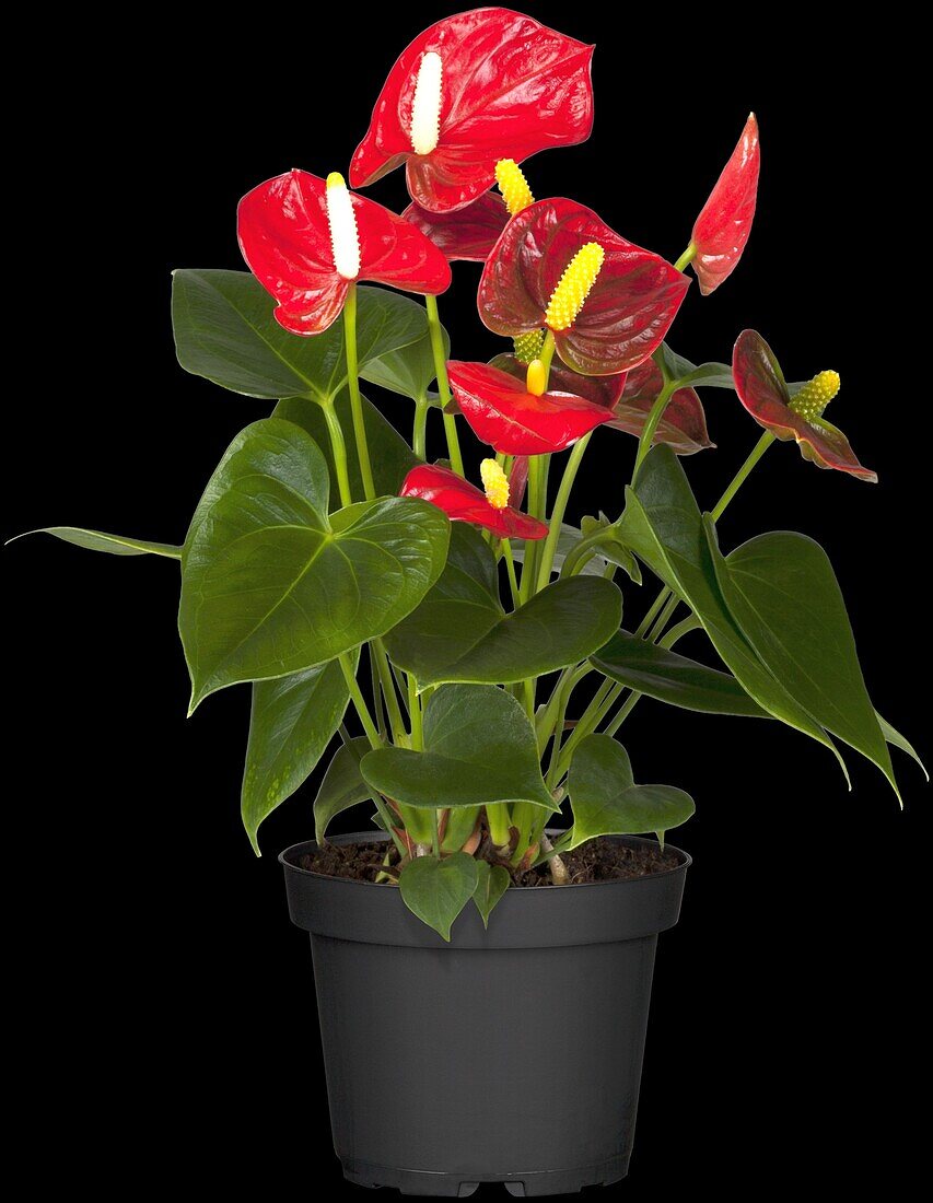 Anthurium x andreanum, red