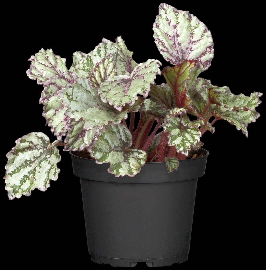 Begonia rex