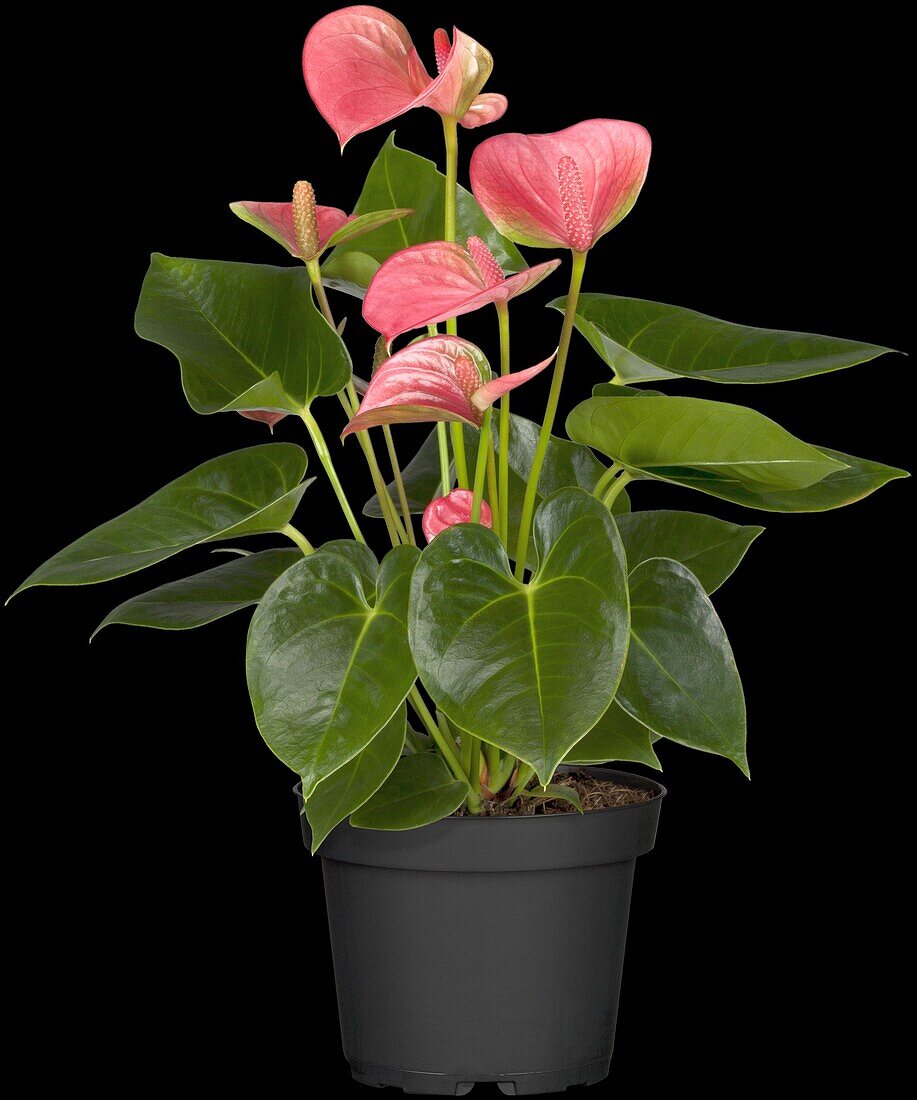 Anthurium x andreanum, pink