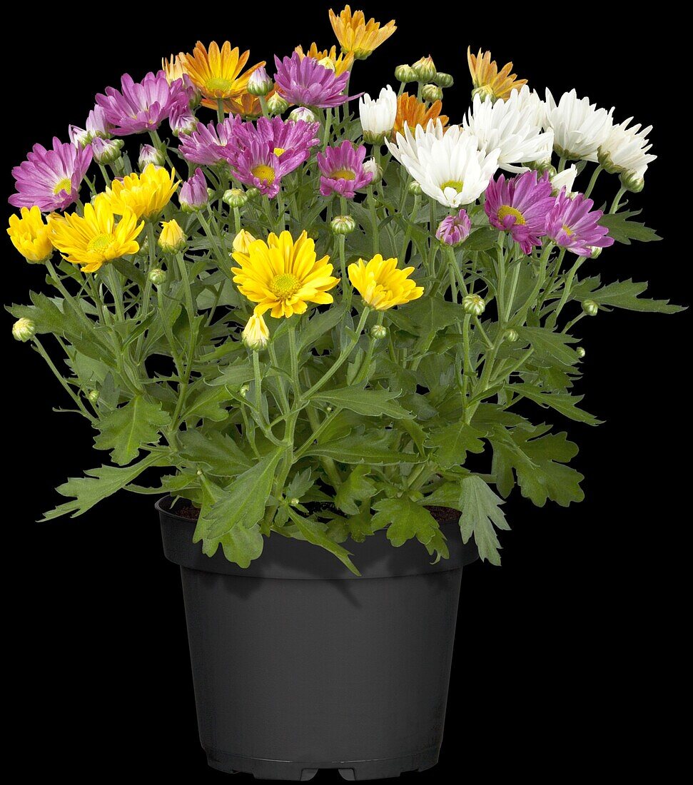 Chrysanthemum indicum 'Rock´n Roll'