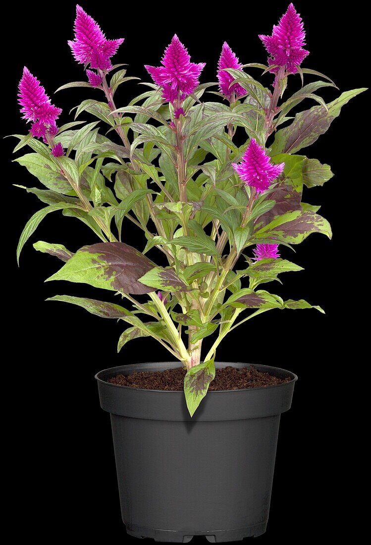 Celosia argentea var. plumosa 'Venezuela'