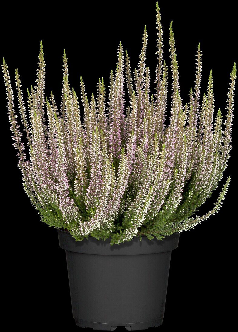 Calluna vulgaris Beauty Ladies® 'Michelle