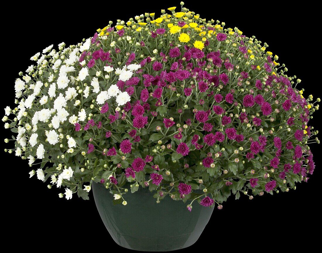 Chrysanthemum indicum Skyfall®