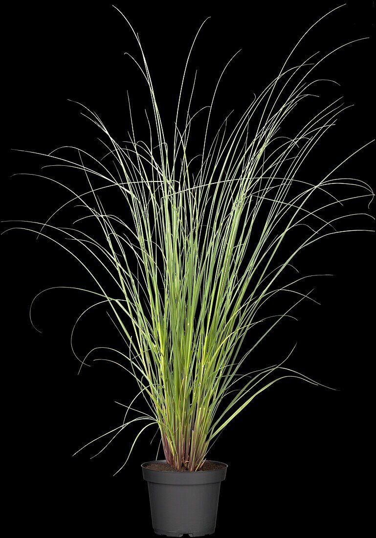 Cortaderia selloana 'Evita'®