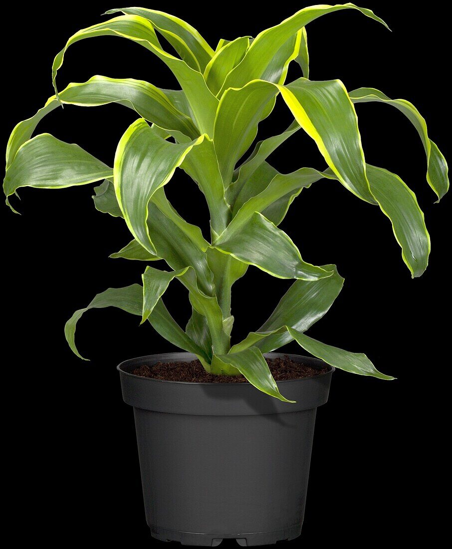 Dracaena fragrans 'Dorado'