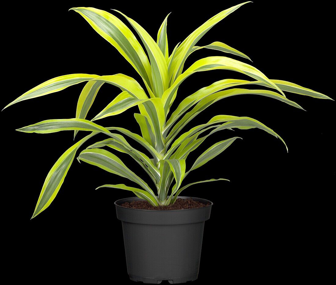 Dracaena fragrans 'Lemon Lime'