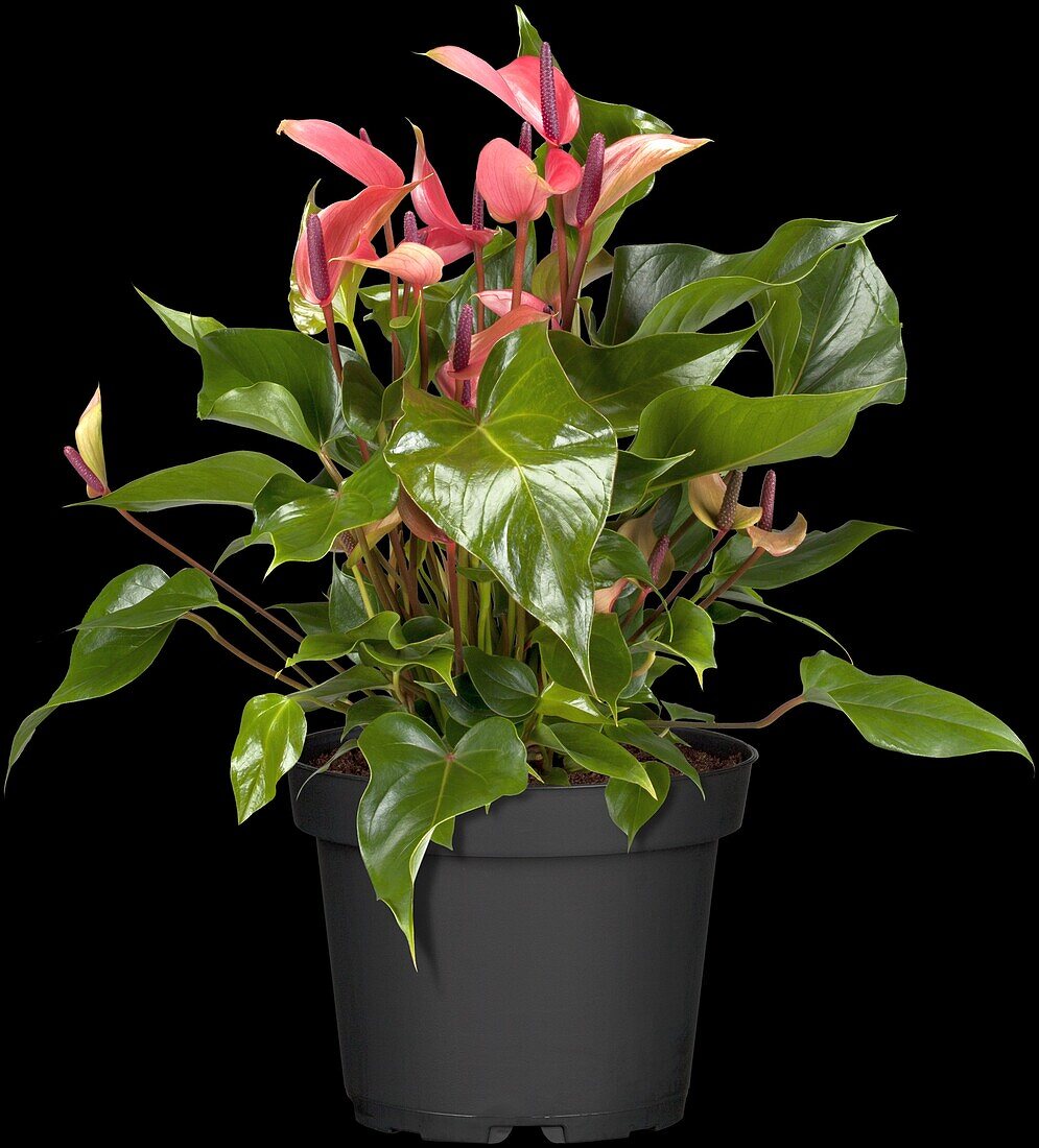 Anthurium x andreanum, pink