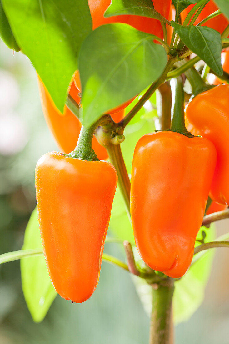 Capsicum annuum 'Pick a Pep'®, orange