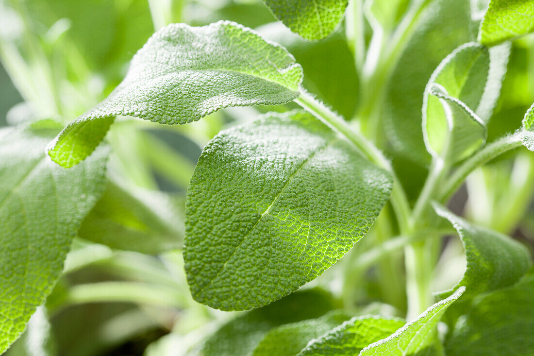 Salvia officinalis