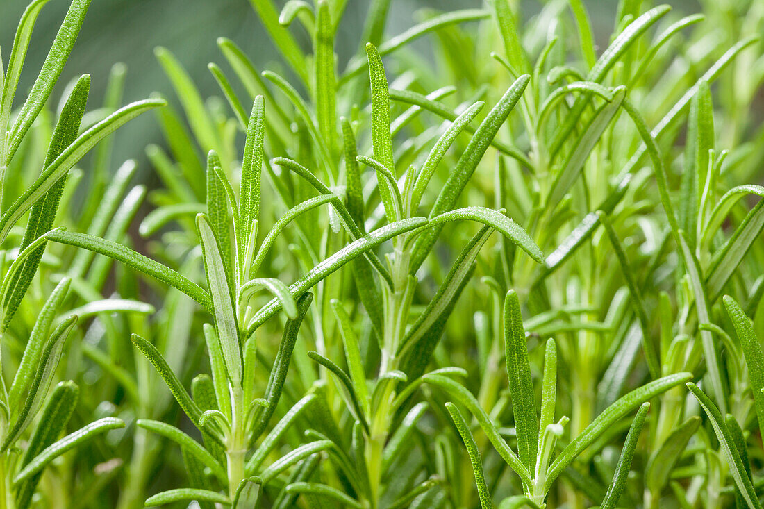 Rosmarinus officinalis