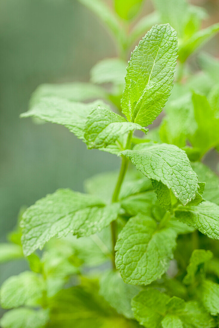 Mentha species