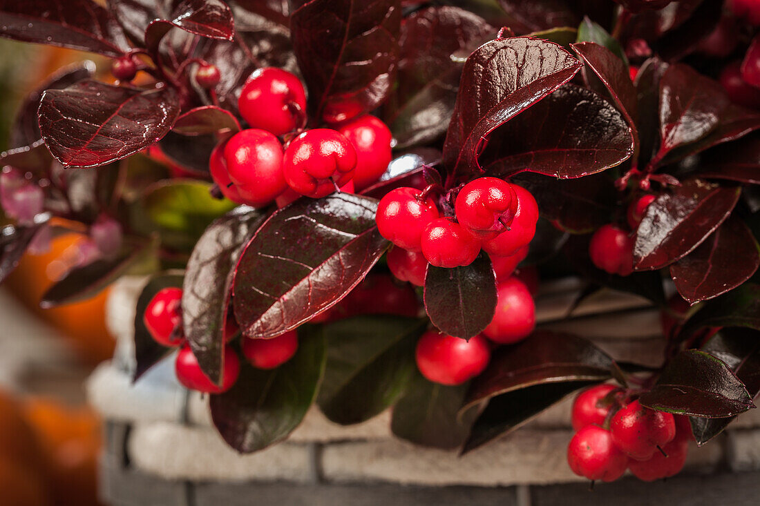 Gaultheria procumbens