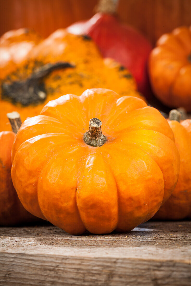 Cucurbita maxima