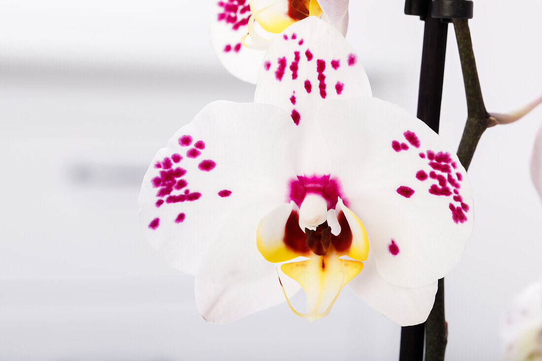 Phalaenopsis 'Polka Dots'